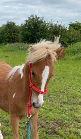 Image 14 of Adorable Future11.2hh Lead Rein/Ridden/Pony Club Project