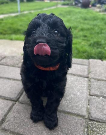 Image 3 of Cockapoo puppies for sales