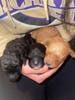 Poodle Dogs Puppies Rehome And