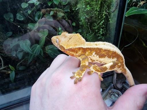 Image 3 of Red base lillywhite male crested gecko