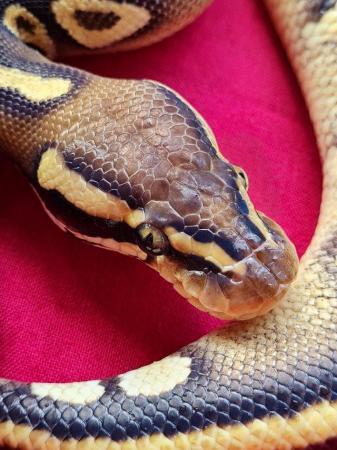 Image 2 of Male pastel phantom or mojave yellowbelly royal python