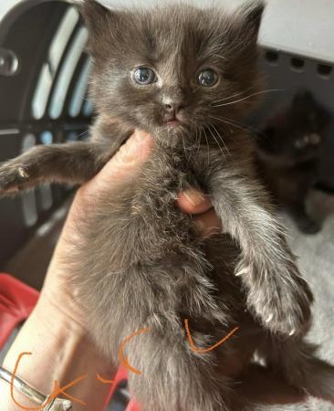 Image 17 of ADORABLE MIXED BREED KITTENS TO RESERVE