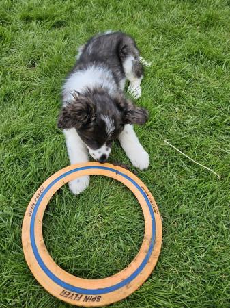 Image 8 of Beautiful border collie puppies