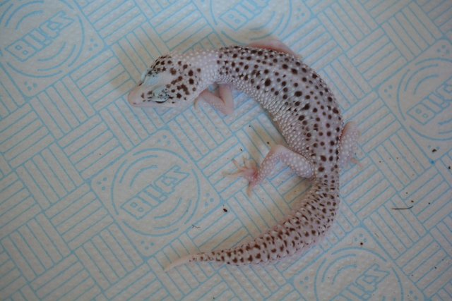 Image 3 of Serious enquiries only!Leopard Gecko Pied Super Snow Eclipse