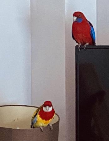 Image 3 of 2 rosella parrots seeking new home (cage not included)