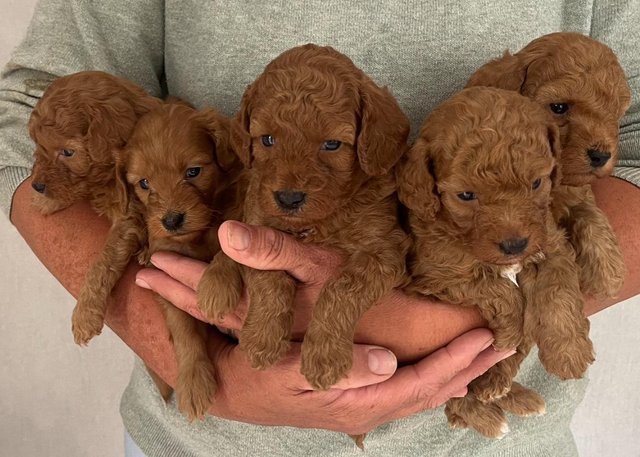 toy poodle puppies for Dogs Puppies Rehome and Buy with ZERO fees Preloved