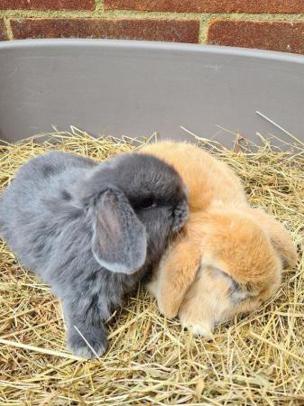Image 8 of Adorable Dwarf Lop baby Rabbits.