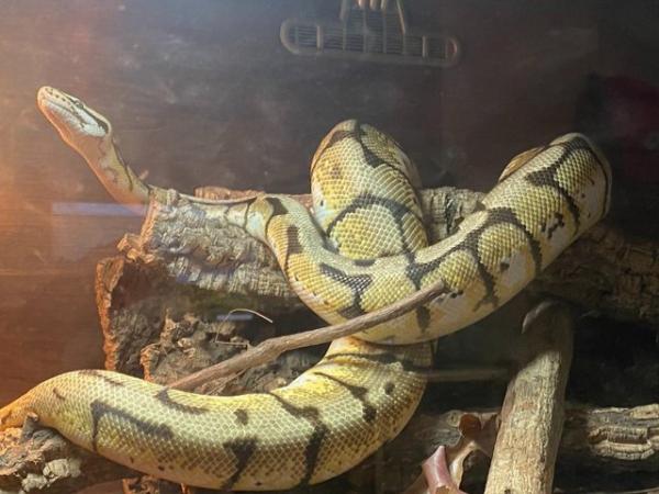 Image 10 of Various Snakes & Vivariums - Royal / Ball Pythons