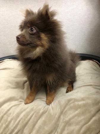 Image 5 of Kc registered lilac and tan pomeranian boy