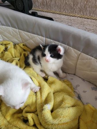 Image 7 of 2 male kittens (pure white sold)