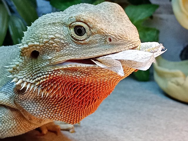 Preview of the first image of 3 year female old Bearded Dragon with full set up.