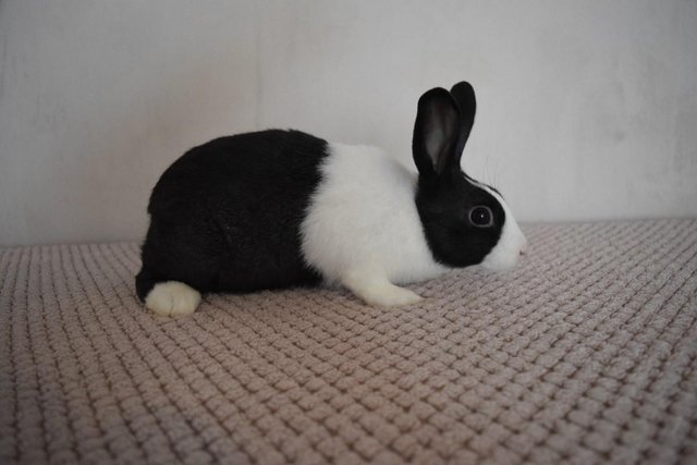 Image 8 of 14 week old pure Dutch Rabbits