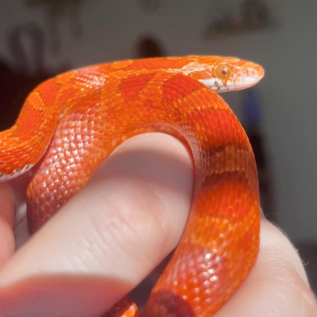 Preview of the first image of Hypo Blood Red Female Cornsnake.