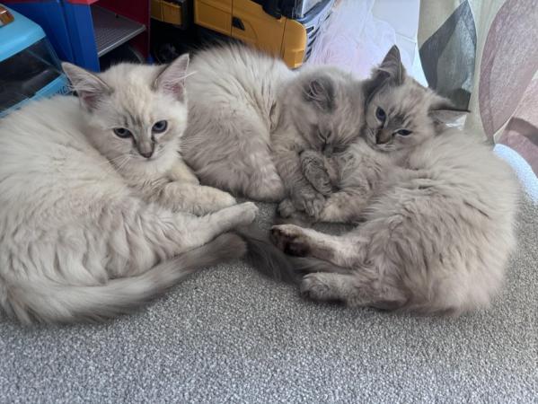 Image 16 of Last 2 GCCF pedigree Ragdoll kittens available