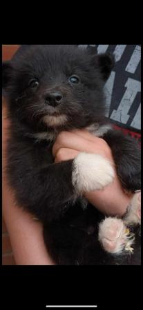 Image 5 of Border collie x puppies for sale