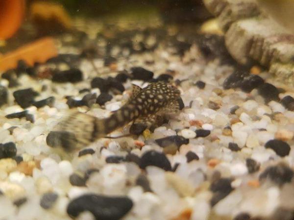 Image 5 of Plecos ready for homes albino and black and white dots