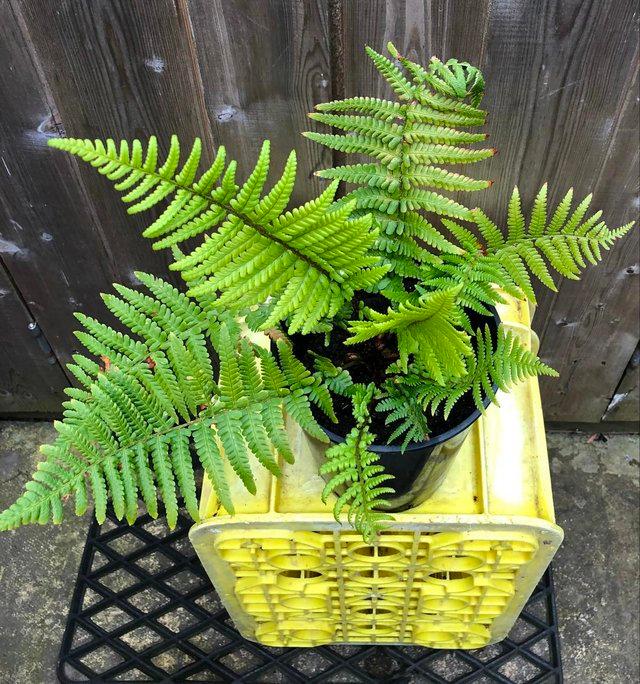 Preview of the first image of BEAUTIFUL FERN PLANT, WELL ROOTED AND POTTED UP.