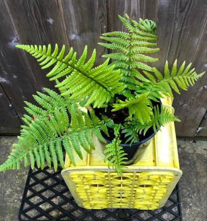 Image 1 of BEAUTIFUL FERN PLANT, WELL ROOTED AND POTTED UP