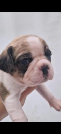 Image 7 of Amazing pugalier Puppy's pug ready now 1 girl left