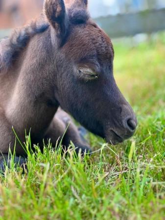 Image 3 of PART BRED FALABELLA FILLY FOAL - CHESTNUT ROAN