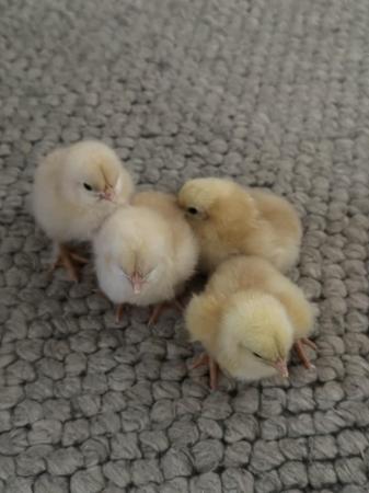 Image 3 of Chicks various quality breeds