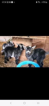 Image 2 of Pygmy goat kids ready June
