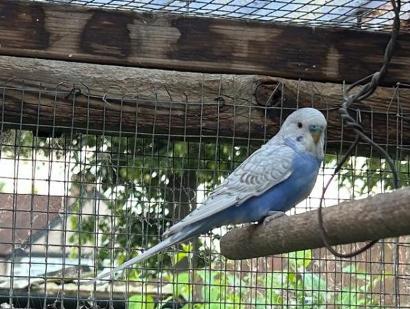 Image 6 of Two male  baby budgies for sale