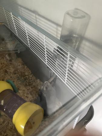 Image 4 of Russian dwarf hamster and accessories
