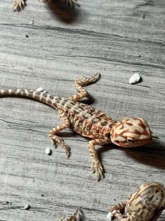 Image 2 of Bearded Dragon babies preorder
