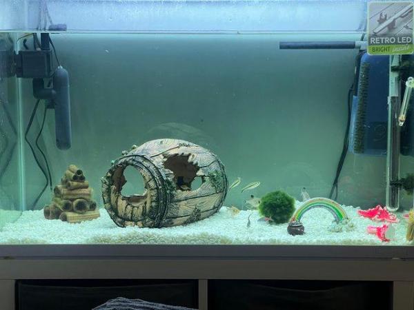 Image 2 of Tropical fish and tank full set up 148L