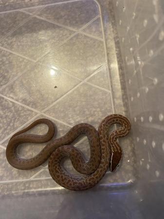 Image 5 of For sale cb23 house snakes (boaedon capensis )