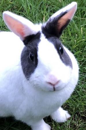 Image 2 of Beautiful Rabbits for sale