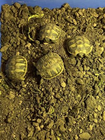 Image 4 of Hermanns Tortoises - Breeding Adults (3 females and 1 male)