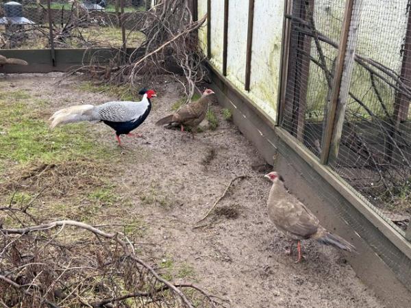 Image 2 of Silver pheasants for sale 2022 bred