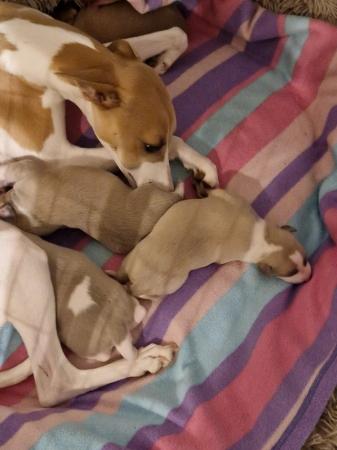 Image 5 of 2 6 week old blue fawn whippet puppies