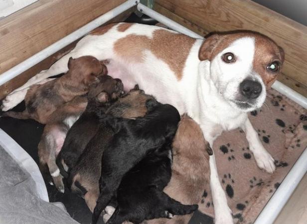 Jack Russell Terrier puppies for sale in Bradford, West Yorkshire – 1 year old - Image 3 of 10