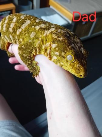 Image 3 of Gorgeous baby freidel line leachie gecko for sale!!!
