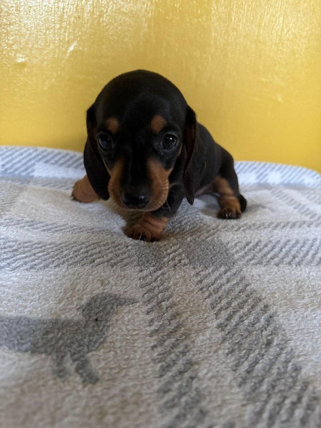 Preview of the first image of Miniature dachshund puppies.