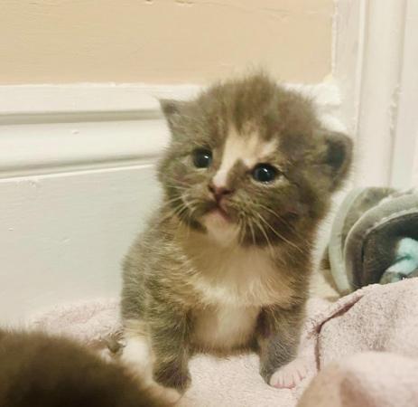 Image 8 of Adorable Dollface Persian X Kittens
