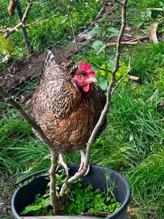 Image 19 of Beautiful pure bred, hand reared birds, hens cocks and trios