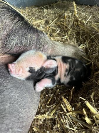 Image 5 of Pure kune kune piglets available