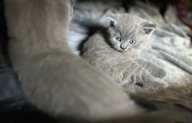 Image 13 of Adorable British blue kittens ready to go now
