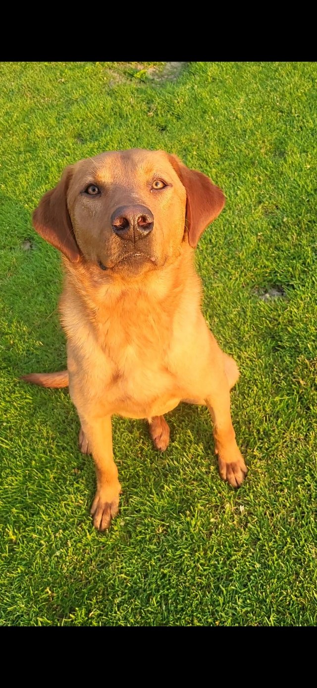 Preview of the first image of 14 month old fully health tested labrador red male.