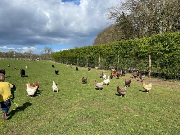 Image 2 of 50 free range 2 year old hybrid chickens