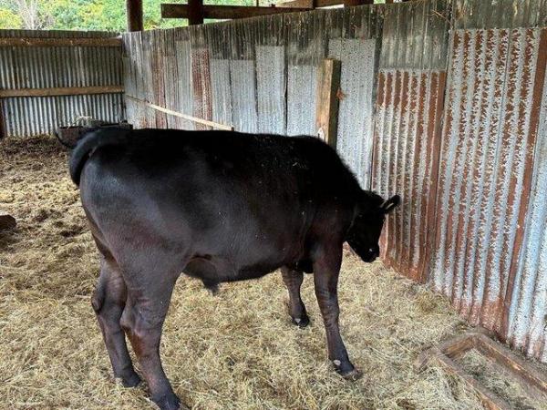 Image 6 of Wagyu x Aberdeen Angus Steer Available