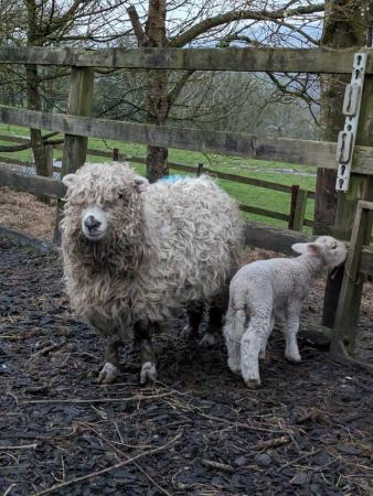 Image 1 of SOLD 3x pedigree reg Greyface Dartmoor ewes with lambs
