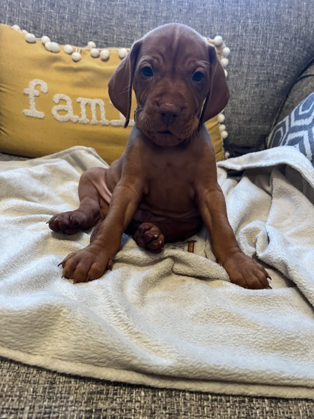 Preview of the first image of Gorgeous Hungarian vizsla puppies.