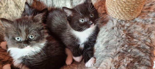 Image 2 of Beautiful fluffy kittens