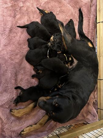 Image 4 of 6 chunky rottie girl pups- ready 22nd march