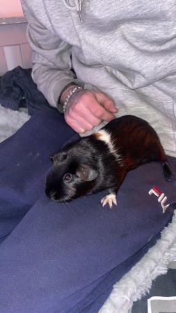Image 1 of 2 beautiful 2 month Guinea pigs